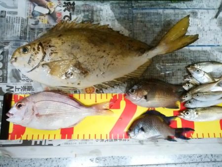 久しぶりに釣れました