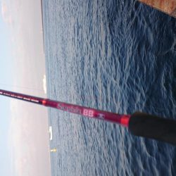 毎日タチウオ！