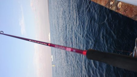 毎日タチウオ！