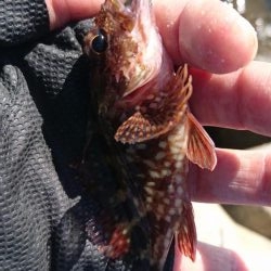 五目釣り(フカセ)