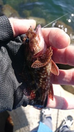 五目釣り(フカセ)