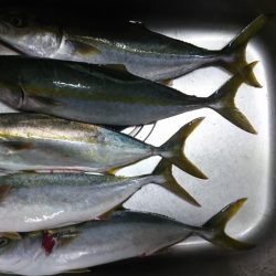 朝イチ渋く昼から爆釣