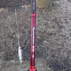 タチウオ継続中