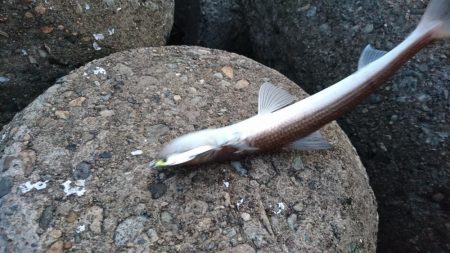 タモ入れの恐怖