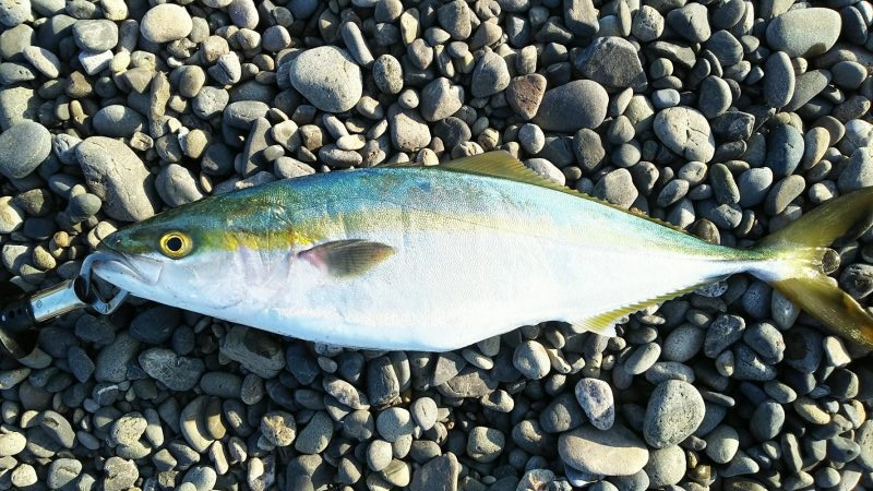 まだ、真っ暗ですが…