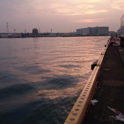 南港タチウオまだまだまだ釣れる