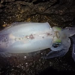 雨の中の朝マズメ狙い