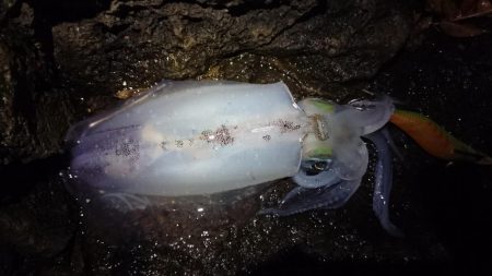 雨の中の朝マズメ狙い