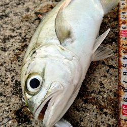 西表島 ルアーでオニヒラアジ