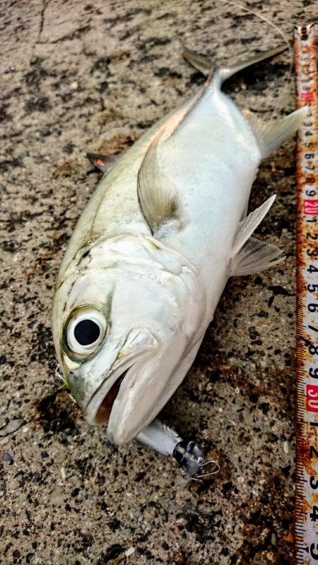 西表島 ルアーでオニヒラアジ