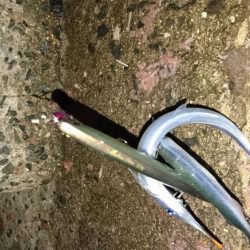 サヨリパターン攻略?