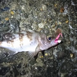 エギングからのメバリング