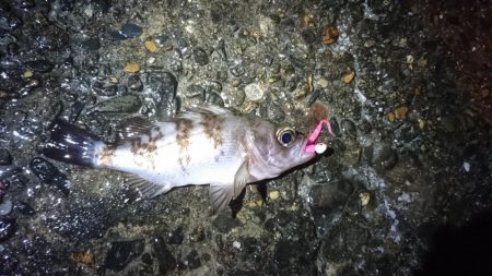 エギングからのメバリング