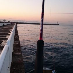 南港タチウオ大潮釣果