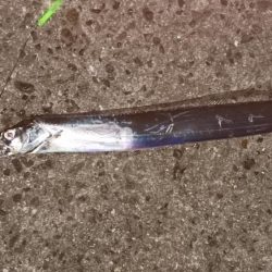 太刀魚 日没後30分のみ高活性