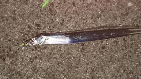 太刀魚 日没後30分のみ高活性