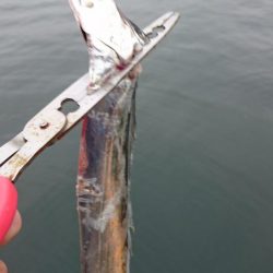 タチウオ奥湾の方へ