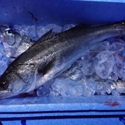 シーバス 60cm程が2匹