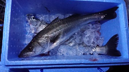 シーバス 60cm程が2匹