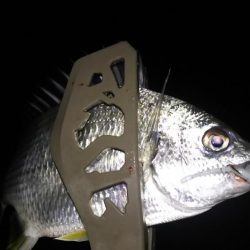 アジング終盤戦