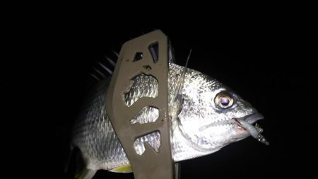 アジング終盤戦