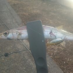 そろそろメバルシーズン