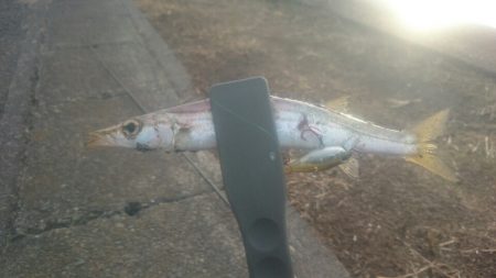 そろそろメバルシーズン