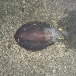 夕まずめ狙いで行ってきました。