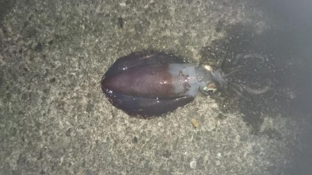 夕まずめ狙いで行ってきました。