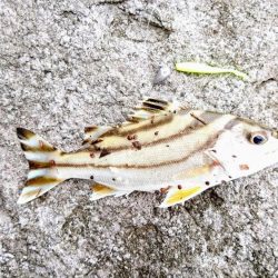 港内、ガルプワームで３種ヒットしました。