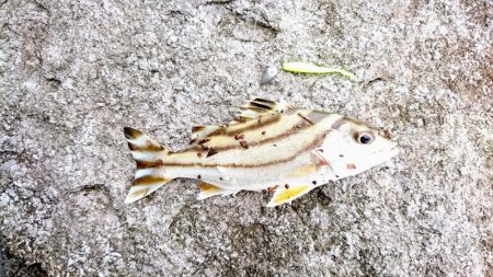 港内、ガルプワームで３種ヒットしました。