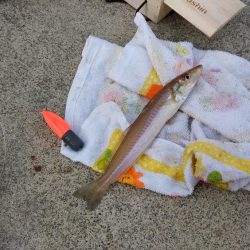 東二見白灯台でキス狙い