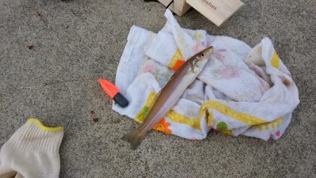 東二見白灯台でキス狙い