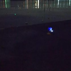 周りは激渋の模様