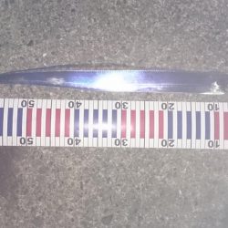 アオリイカ狙いで行ったのに何故か？