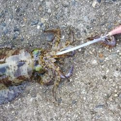 teamゲッソー調査隊