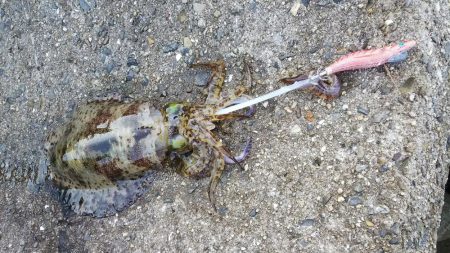 teamゲッソー調査隊