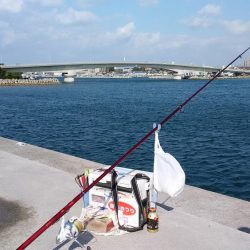 東二見の落ちギスが活発です