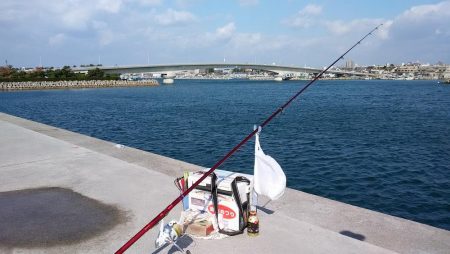 東二見の落ちギスが活発です