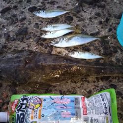 ファミリーフィッシング