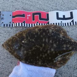 キス釣り、カレイ釣り