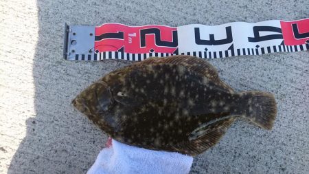 キス釣り、カレイ釣り