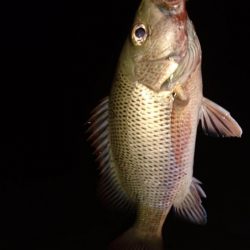 湾内で初夜釣り