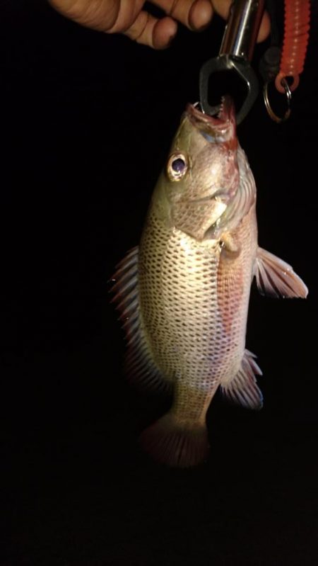 湾内で初夜釣り