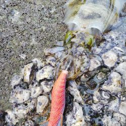 teamゲッソー調査隊