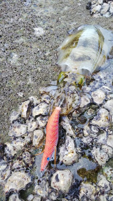 teamゲッソー調査隊