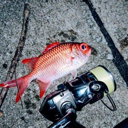 夕マズメ、港奥で３種ヒットしました。