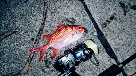 夕マズメ、港奥で３種ヒットしました。