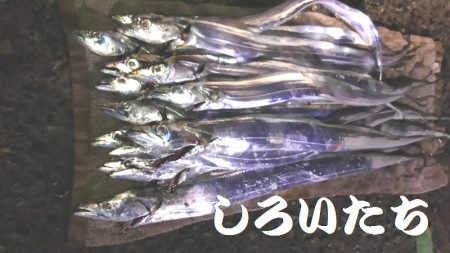 12日の兵庫突提に行ってきました。