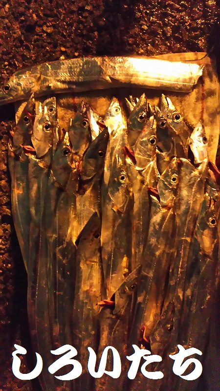 １３日にもタチウオ釣りました。